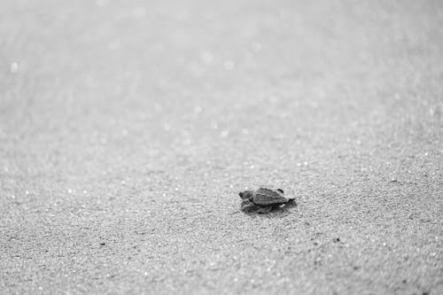 Small turtle crawling on sandy beach