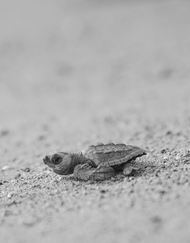 Turtle Crawling On Sandy Shore In Nature