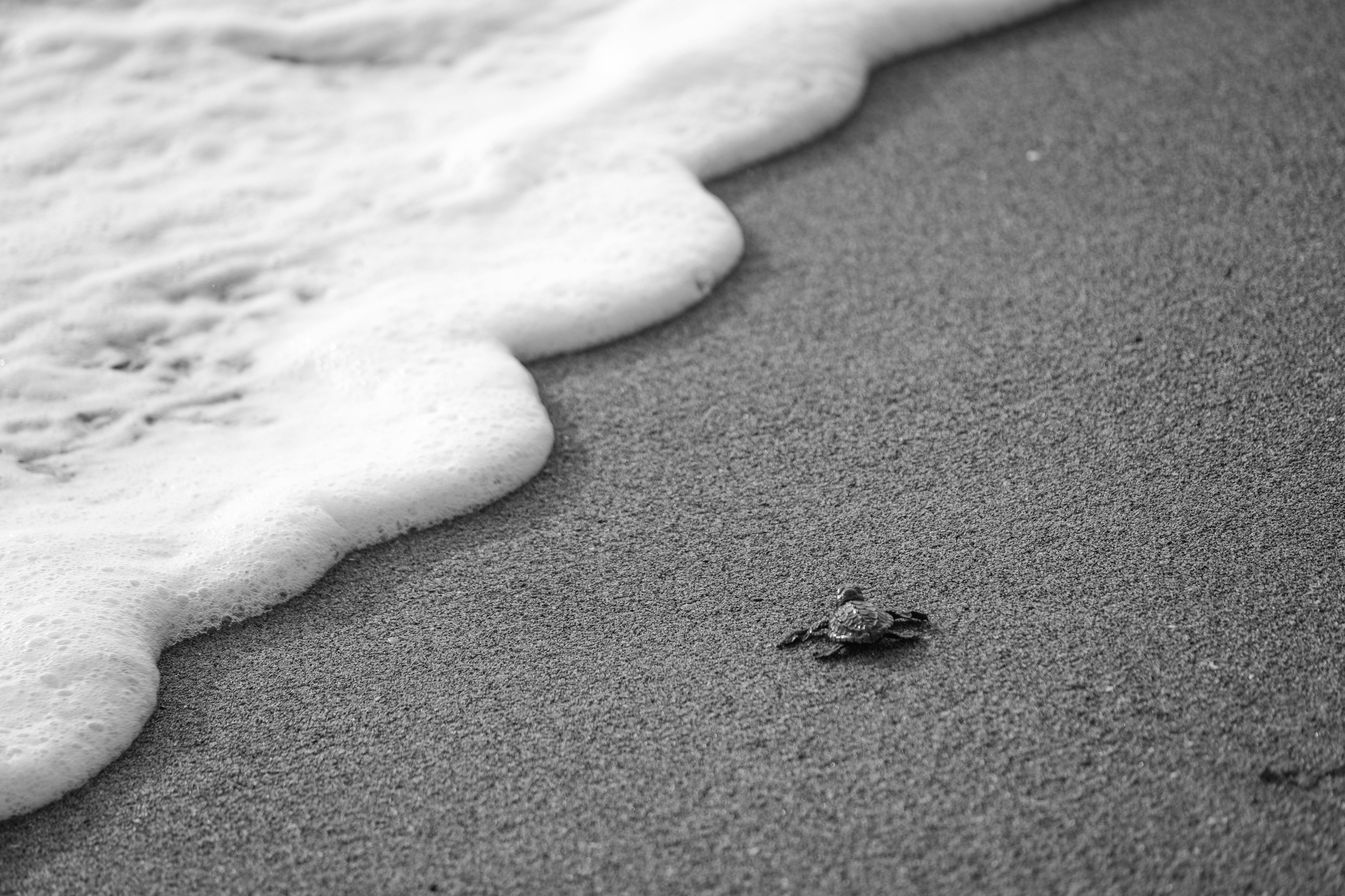 Black and white high angle of wild tiny turtle crawling on sandy coast washed by foamy sea