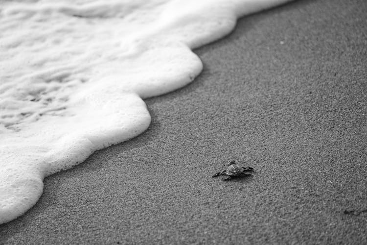 Small Turtle Crawling On Wet Sandy Beach Near Foamy Water