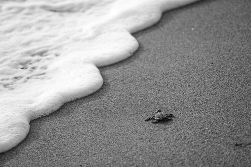 Free Black and white high angle of wild tiny turtle crawling on sandy coast washed by foamy sea Stock Photo