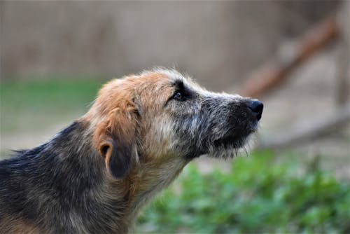 Close-up Shot of a Welsh Hound Canine
