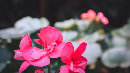 Free stock photo of background, beautiful flowers, blooming flowers