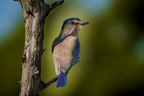 Δωρεάν στοκ φωτογραφιών με ινδικός κύλινδρος, πουλί, πτερύγιο πουλιών