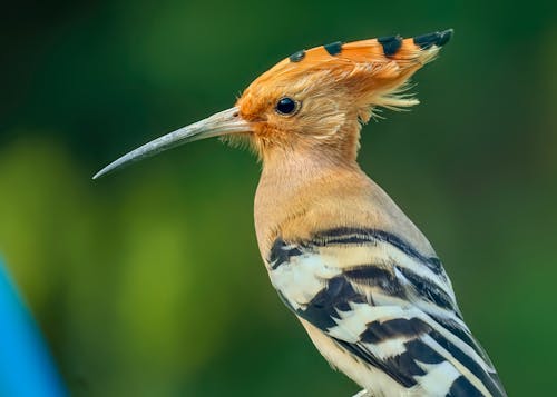 Eurasian Hoopoe Bird in Close-up Shot 