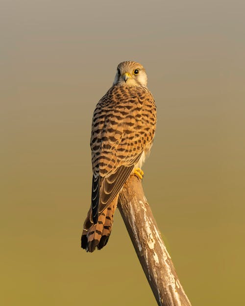 European Kestrel Bird Perched on Wood 