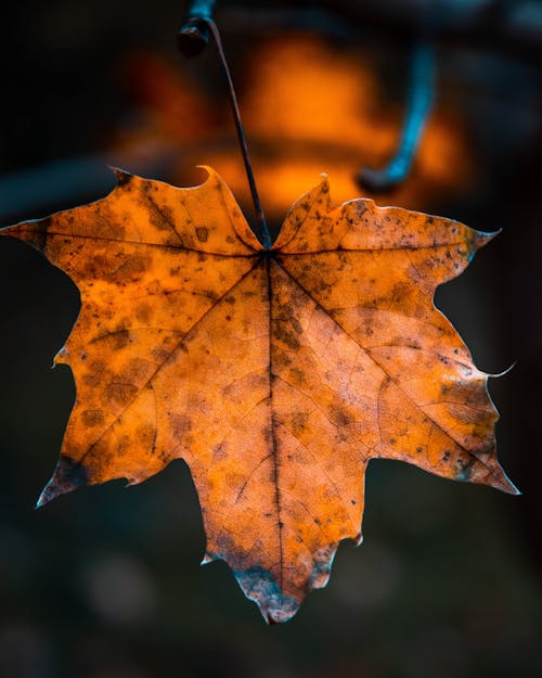 Fotobanka s bezplatnými fotkami na tému hnedá, javorový list, rozmazané pozadie