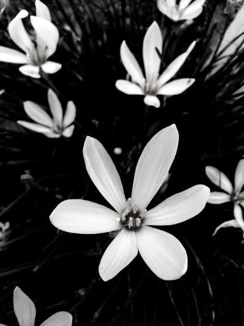 Gratuit Imagine de stoc gratuită din alb-negru, flori, fotografiere verticală Fotografie de stoc