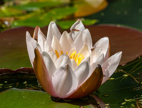 White Lotus Flower On Water