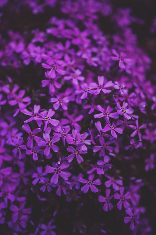 Little purple flowers