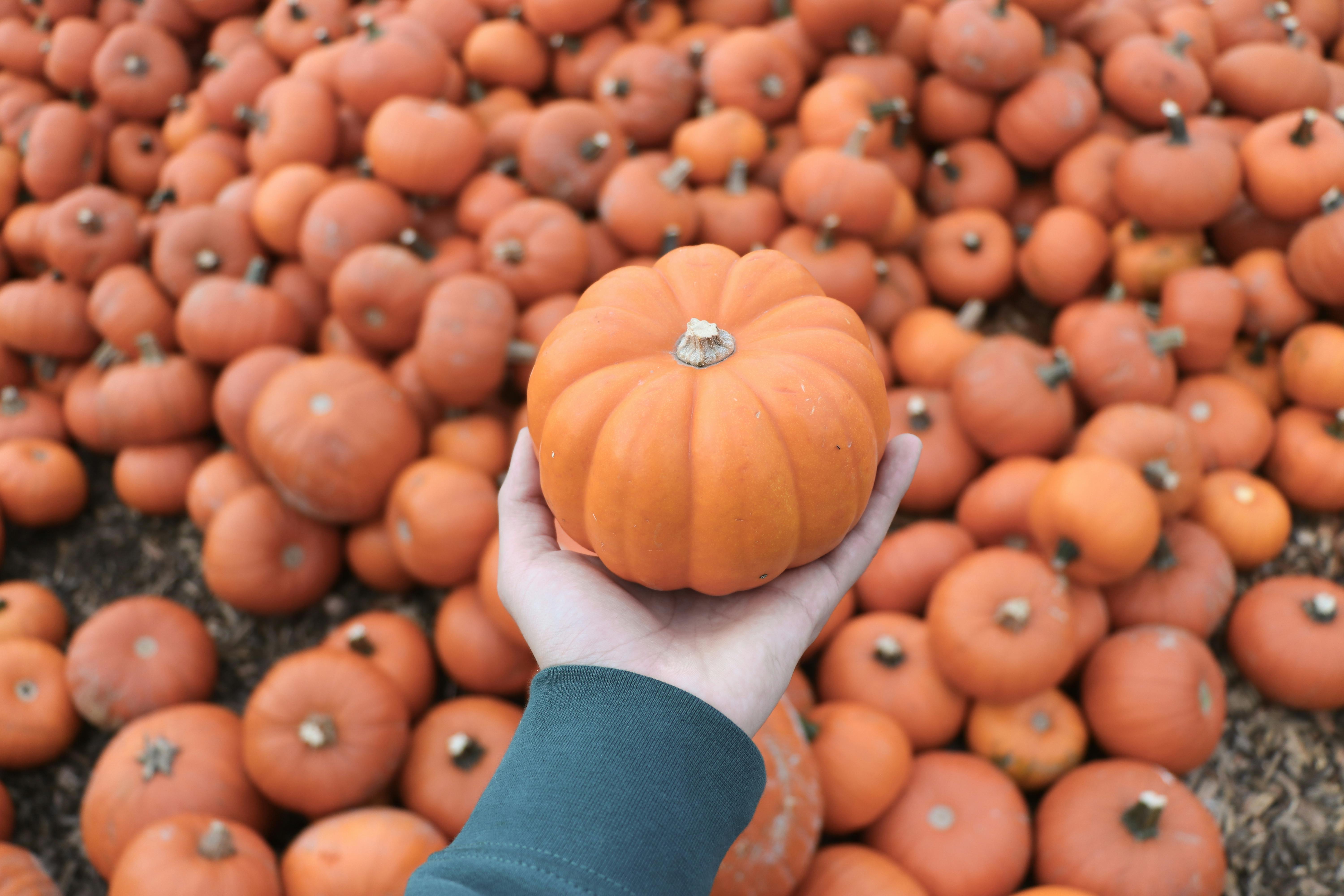 Person holding a vibrant orange pumpkin with a background of numerous pumpkins in fall setting.