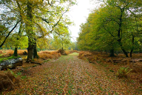 Green Trees Along A Road With Fallen Leaves