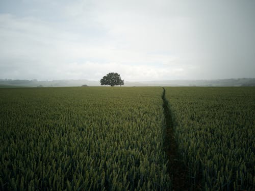 Green Grass Field Under White Clouds