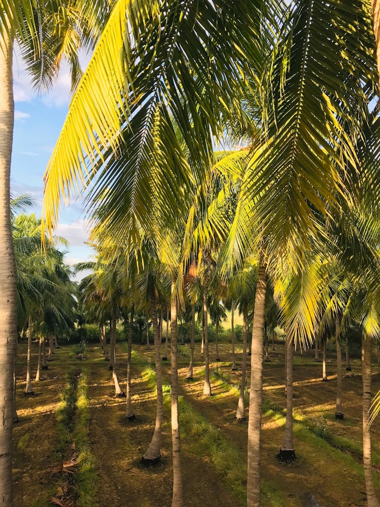 Coconut Palm Trees Plantation