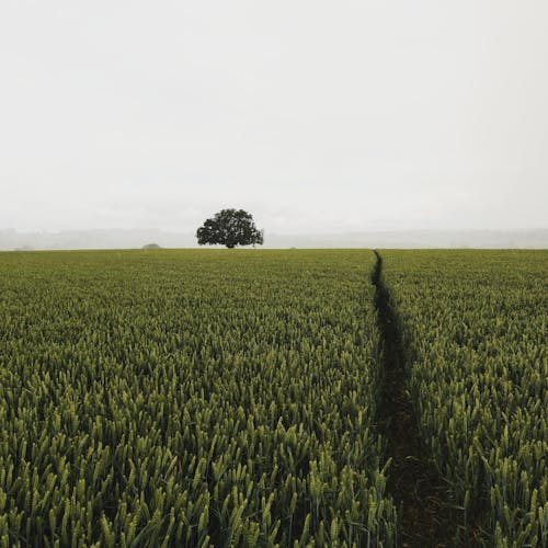 Бесплатное стоковое фото с квадратный формат, пахотная земля, пейзаж