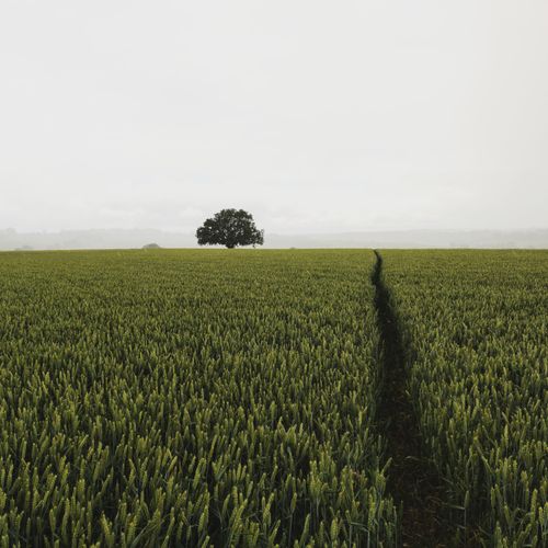 Free A tranquil landscape of a wheat field with a single tree and pathway leading towards it. Stock Photo