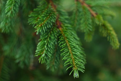 Free Detailed view of a green conifer branch with a focus on needle-like leaves and water droplets. Stock Photo