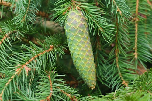 Free Green Pine Cone on a Tree Stock Photo
