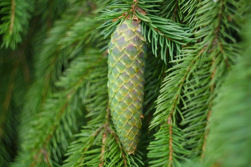 Green Pine Cone on Green Leaves