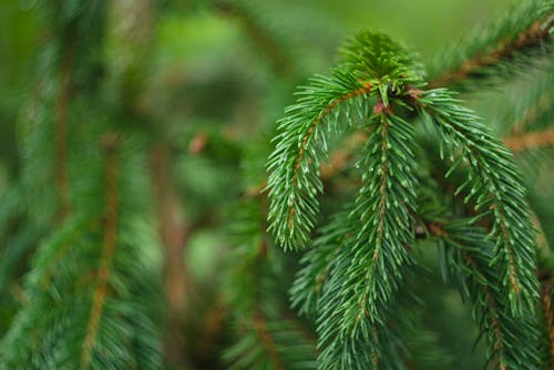Free stock photo of coniferous, depth of field, fir