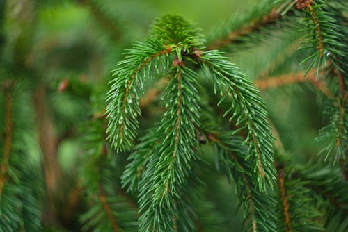 Free stock photo of coniferous, depth of field, fir