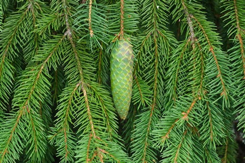 Free stock photo of coniferous, fir, fir cone