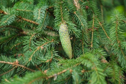 Photos gratuites de bois, conifère, pomme de pin