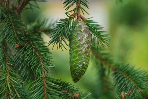 Gratis stockfoto met dennenboom, depth of field, groen