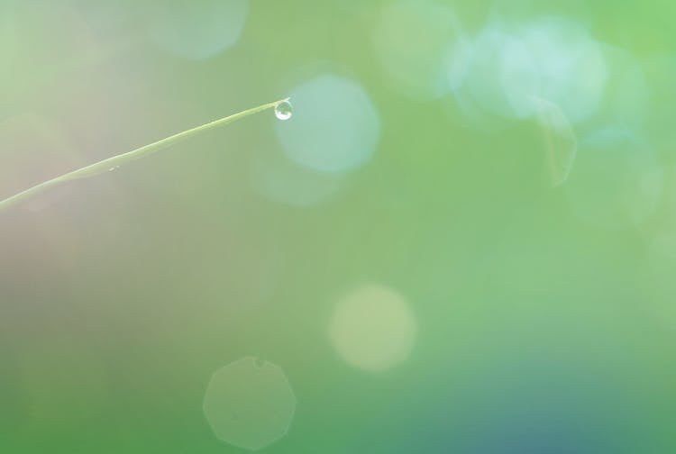 Water Dew Hanging On Grass Leaf