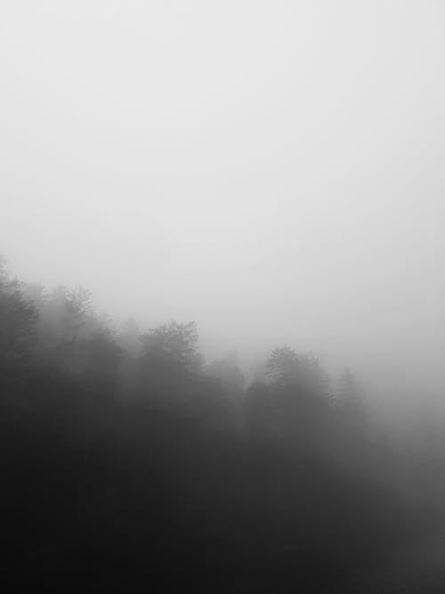 Free Green Trees Covered With Fog Stock Photo