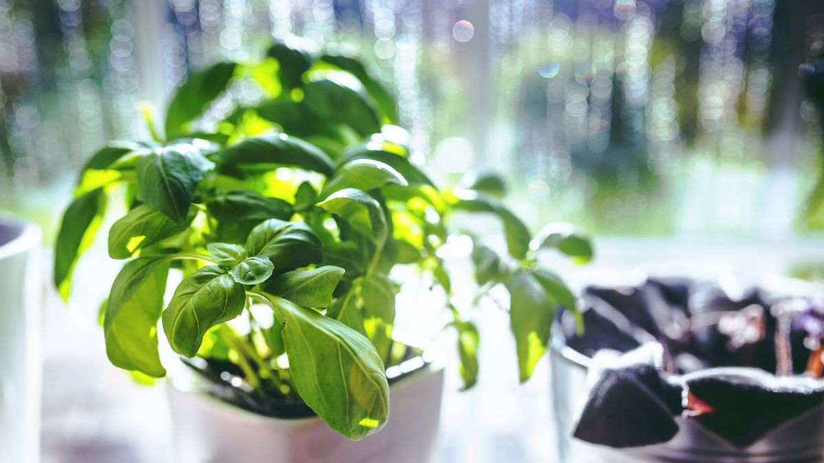 Cultiver des herbes aromatiques en intérieur : astuces pour un jardin dhiver