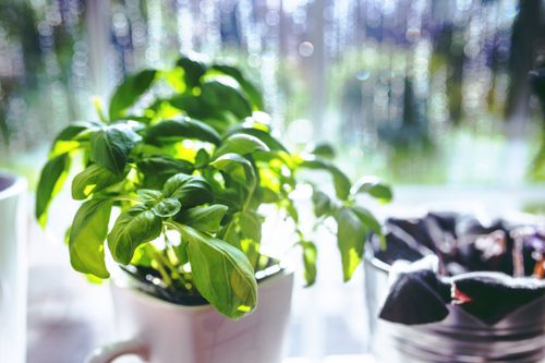 Free A vibrant basil plant grows in a pot, basking in sunlight by a kitchen window. Stock Photo