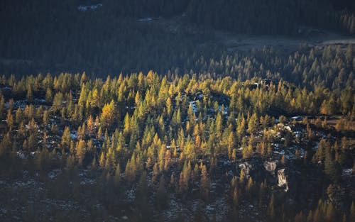 Immagine gratuita di alberi verdi, alta altitudine, boschi