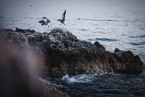Seagulls Flying Over a Rock on Sea