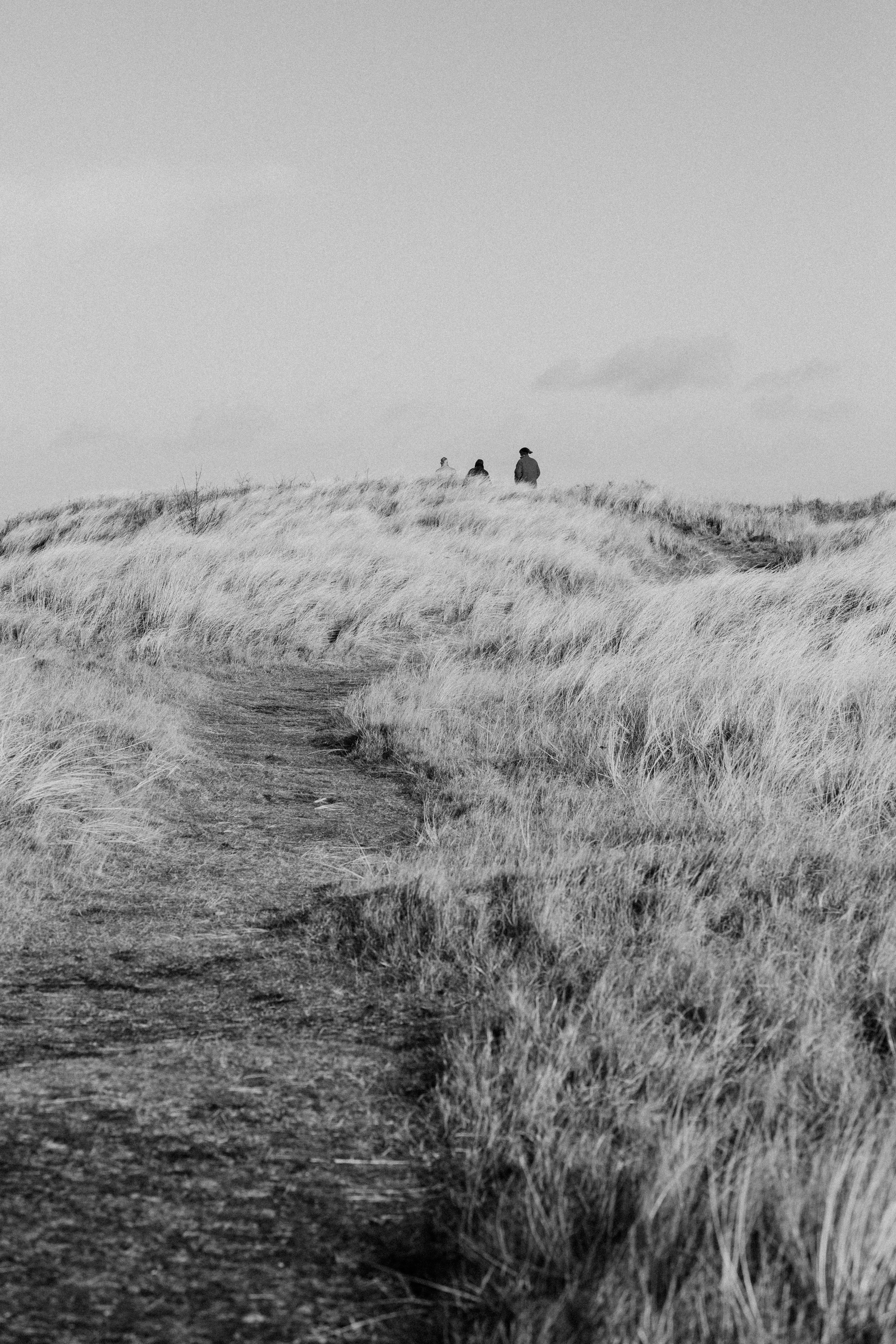 A dramatic black and white landscape of people on a hilltop with tall grass in a windy setting.