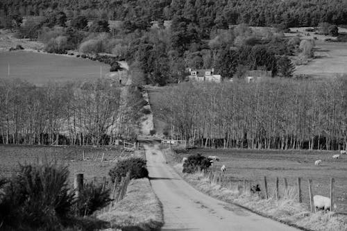 Foto d'estoc gratuïta de arbres, blanc i negre, camí de carro