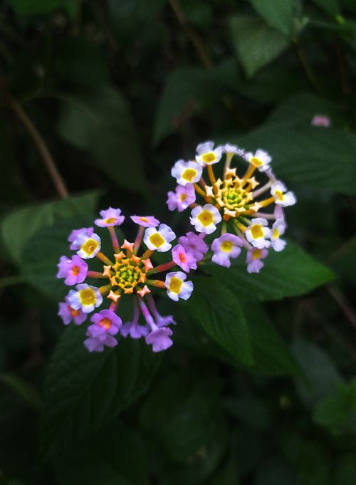 Free Detailed macro shot of blooming West Indian Lantana flowers with vibrant petals and lush green leaves. Stock Photo