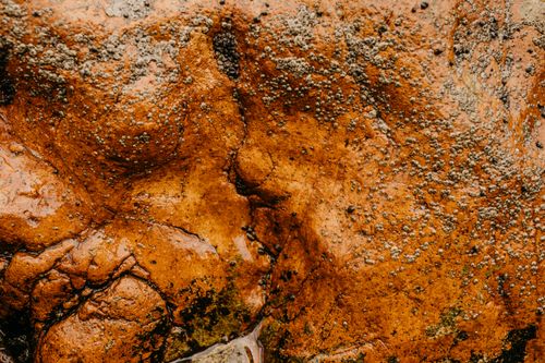 Free Closeup of rough textured surface of uneven rusty wet rock on seashore as abstract background Stock Photo