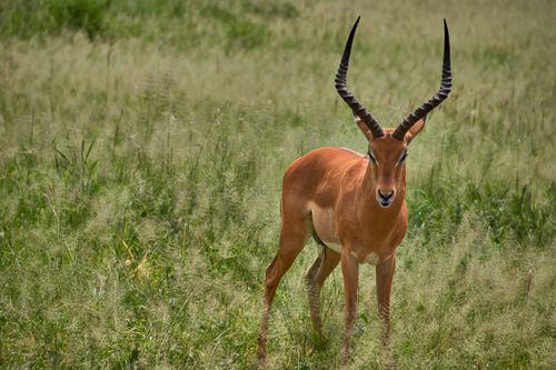 Free A majestic antelope with striking horns stands alert in a lush grassland, embodying the wild beauty of nature. Stock Photo