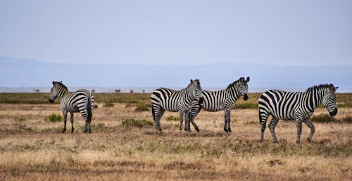 Ilmainen kuvapankkikuva tunnisteilla eläinkuvaus, kuiva maa, safari