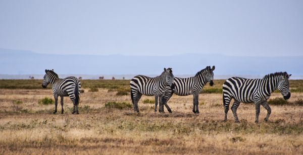 Zebras on the African savanna