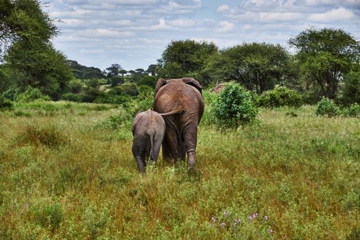 elephant photo