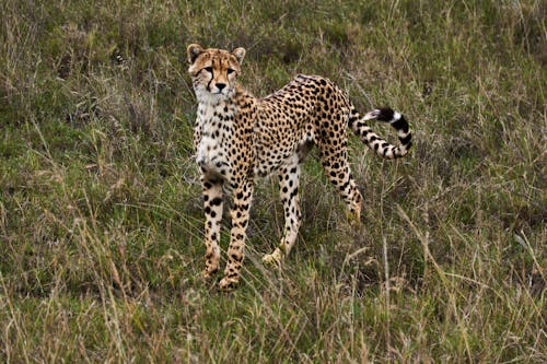 Ilmainen kuvapankkikuva tunnisteilla eläinkuvaus, gepardi, leopardi