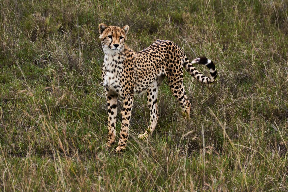Project Cheetah India 52