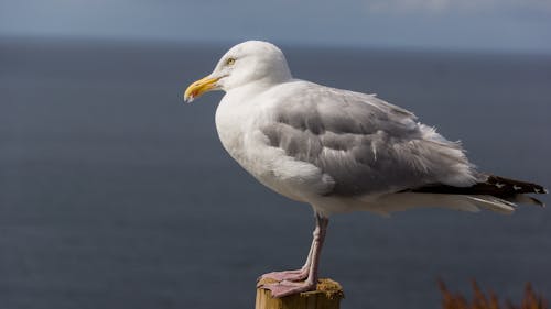 Ilmainen kuvapankkikuva tunnisteilla lintujen valokuvaus, lokki, maisema