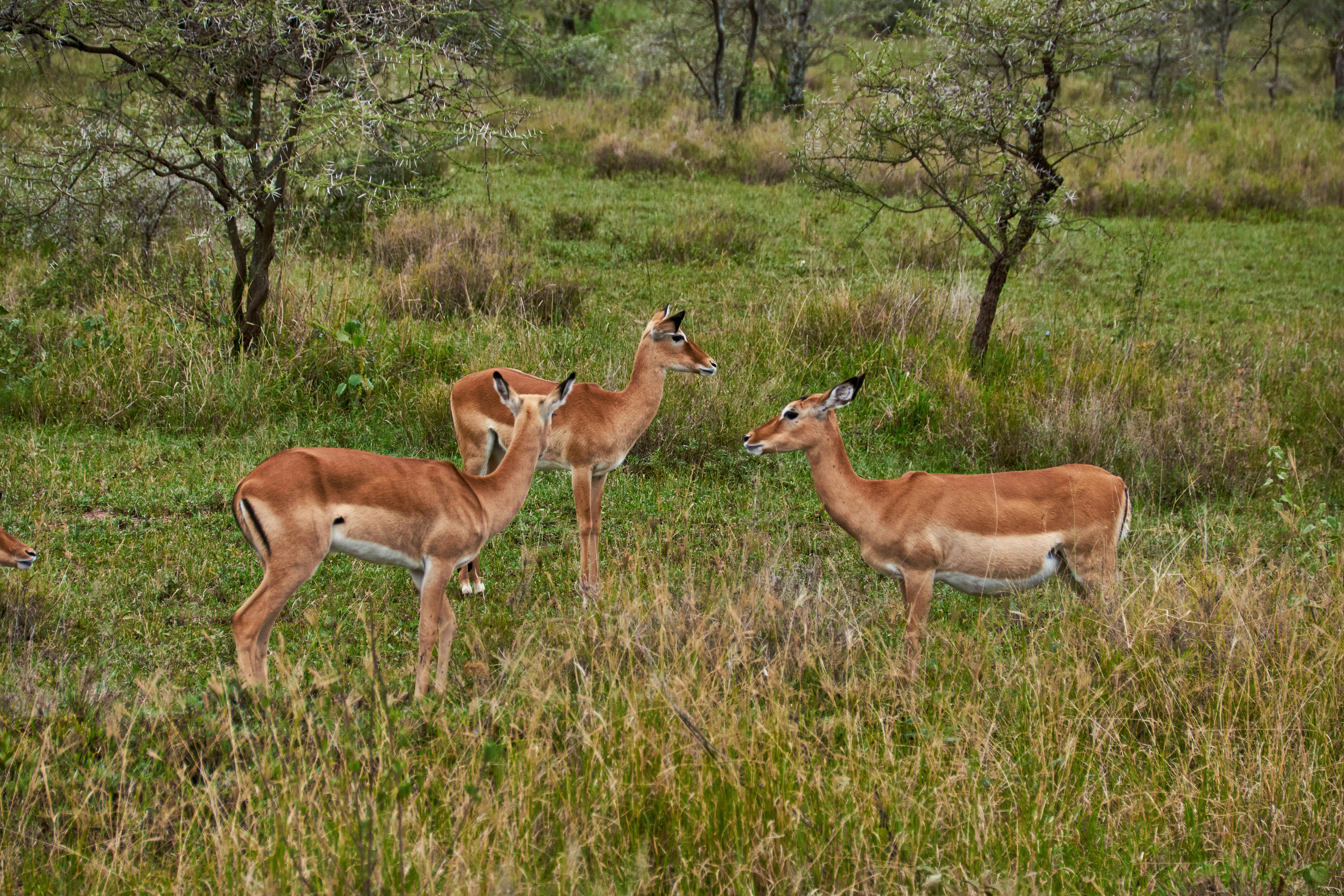 Gratuit Photos gratuites de aepyceros melampus, afrique, animaux à cornes Photos