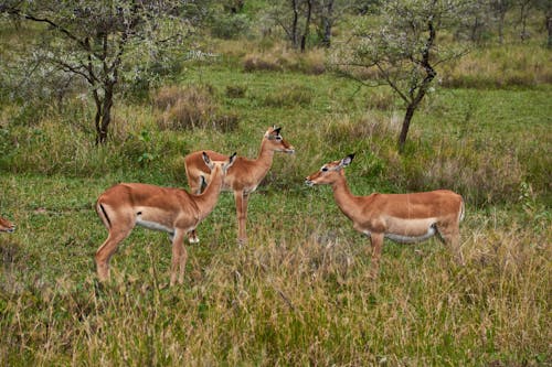 Gratuit Imagine de stoc gratuită din antilopă, câmp de iarbă, căprioară Fotografie de stoc