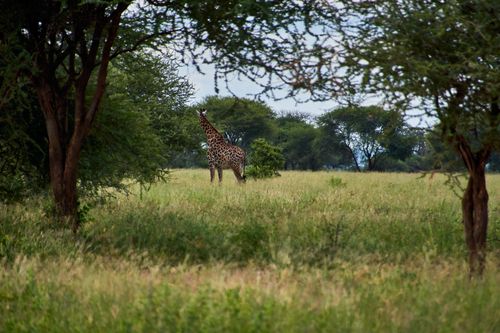 Free A lone giraffe feeding among trees in the lush African savanna. Stock Photo