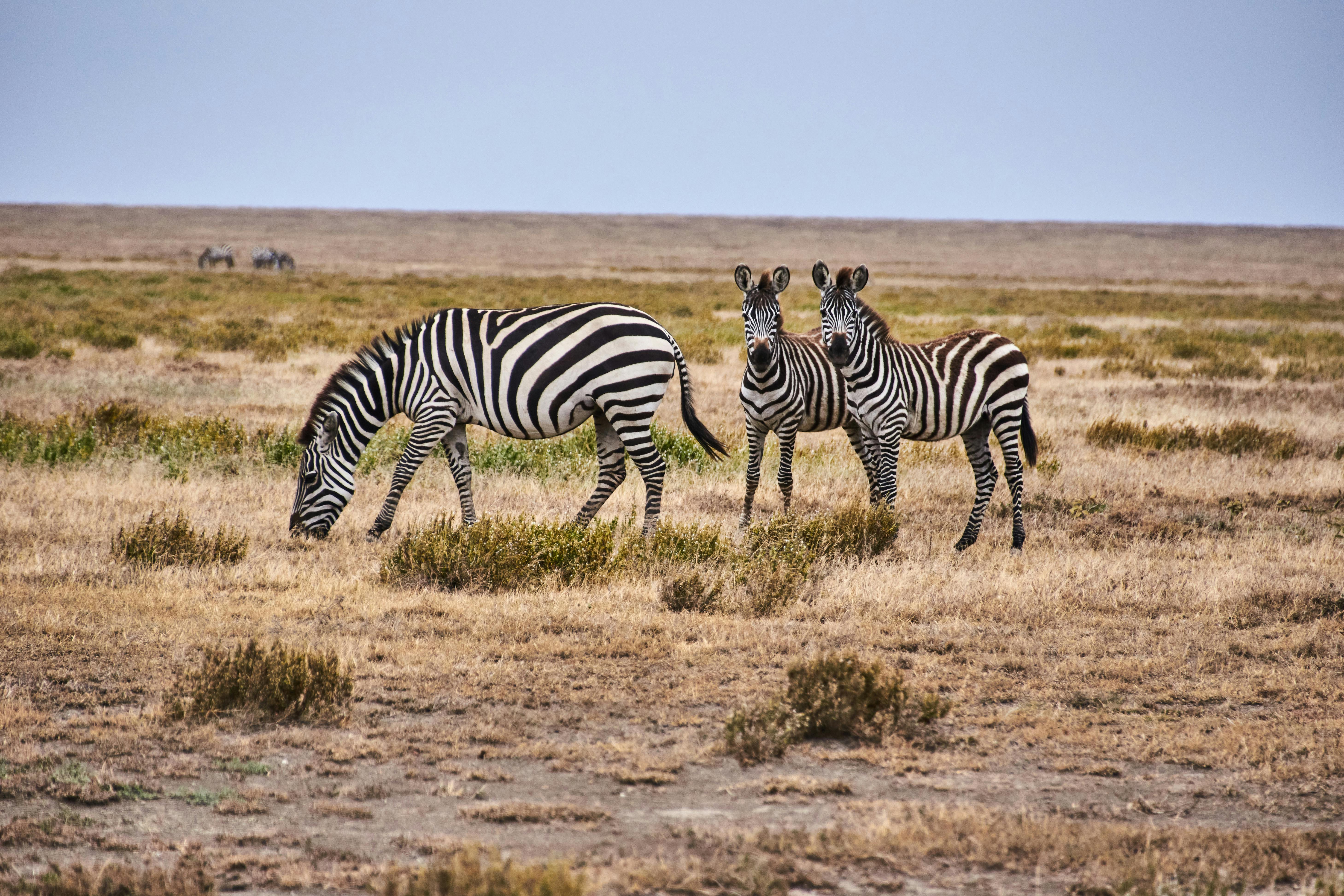 Do babies pee in the womb?