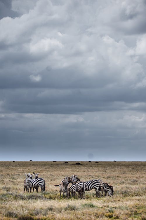A Herd of Zebras on a Field Under a Cloudy Sky